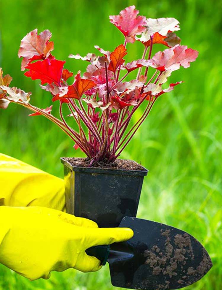 Gardening & Planting