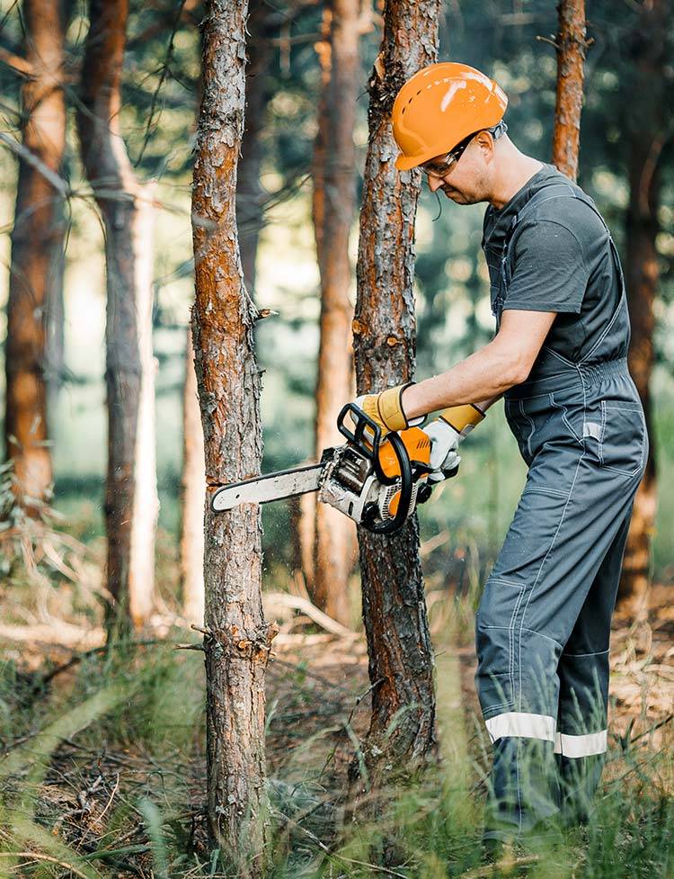 Tree Trimming